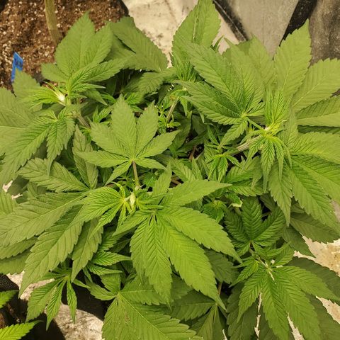 Dragon Mints 4💥 [4/29] growlog timeline photo