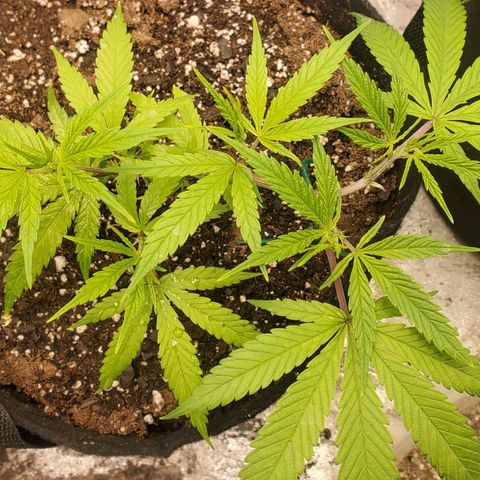 Scooby Snacks 1i 🐕 [4/15] growlog timeline photo