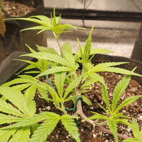 Scooby Snacks 1i 🐕 [4/15] growlog timeline photo