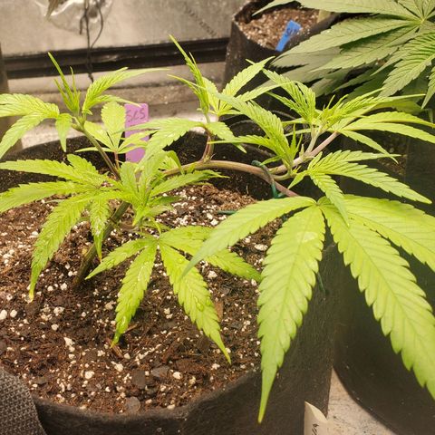 Scooby Snacks 1i 🐕 [4/15] growlog timeline photo