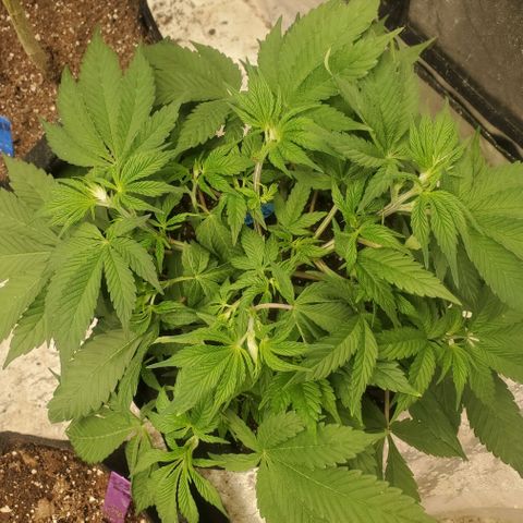 Dragon Mints 4💥 [4/29] growlog timeline photo