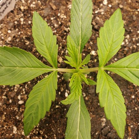 Wedding Cake Auto 1 [3/4] growlog timeline photo