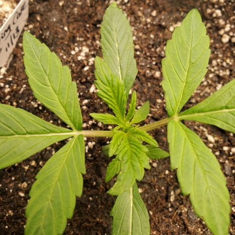 Wedding Cake Auto 1 [3/4] growlog timeline photo