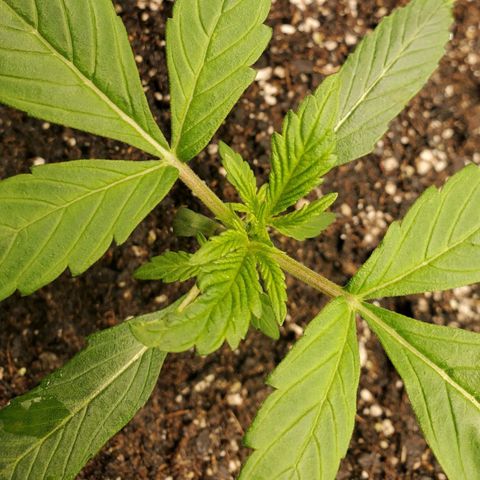 Wedding Cake Auto 1 [3/4] growlog timeline photo