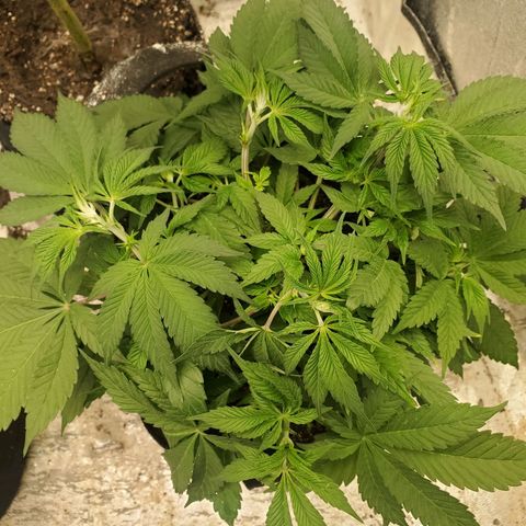 Dragon Mints 4💥 [4/29] growlog timeline photo