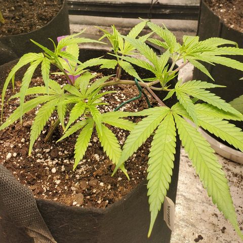 Scooby Snacks 1i 🐕 [4/15] growlog timeline photo