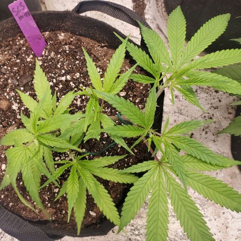 Scooby Snacks 1i 🐕 [4/15] growlog timeline photo