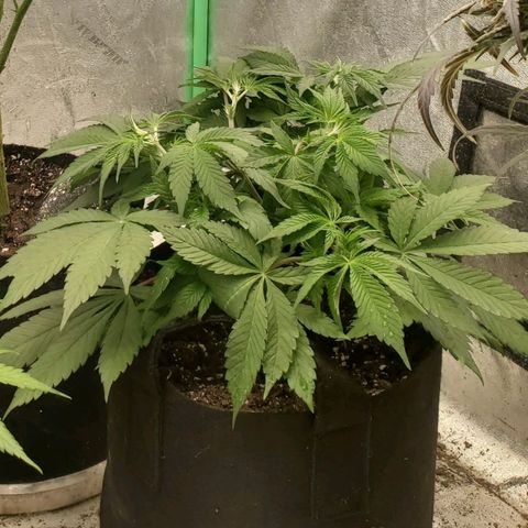 Dragon Mints 4💥 [4/29] growlog timeline photo