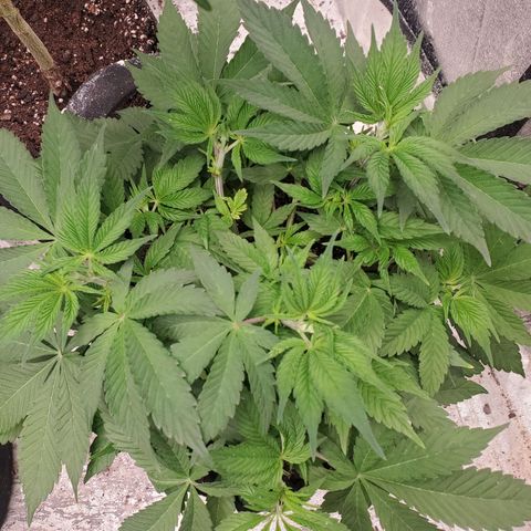 Dragon Mints 4💥 [4/29] growlog timeline photo