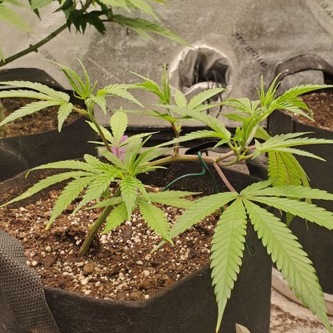 Scooby Snacks 1i 🐕 [4/15] growlog timeline photo