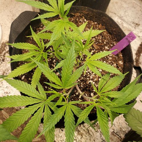 Scooby Snacks 1i 🐕 [4/15] growlog timeline photo