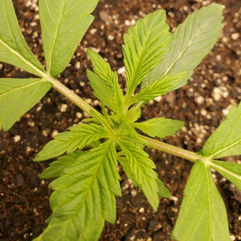 Wedding Cake Auto 1 [3/4] growlog timeline photo