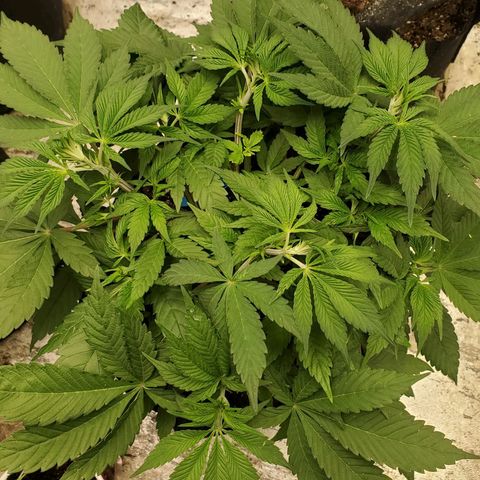 Dragon Mints 4💥 [4/29] growlog timeline photo
