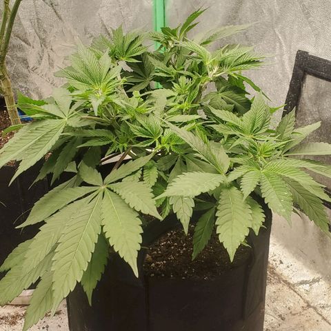Dragon Mints 4💥 [4/29] growlog timeline photo