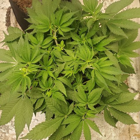 Dragon Mints 4💥 [4/29] growlog timeline photo