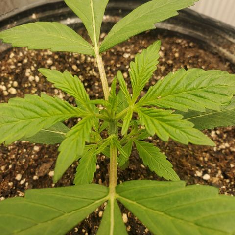 Wedding Cake Auto 1 [3/4] growlog timeline photo