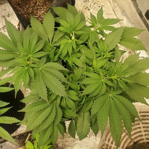Dragon Mints 4💥 [4/29] growlog timeline photo