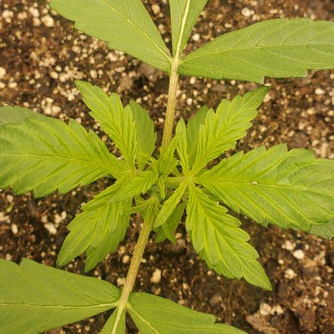 Wedding Cake Auto 1 [3/4] growlog timeline photo