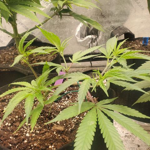Scooby Snacks 1i 🐕 [4/15] growlog timeline photo