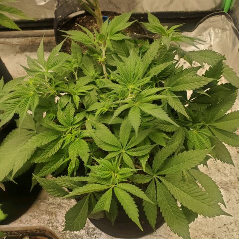 Dragon Mints 4💥 [4/29] growlog timeline photo