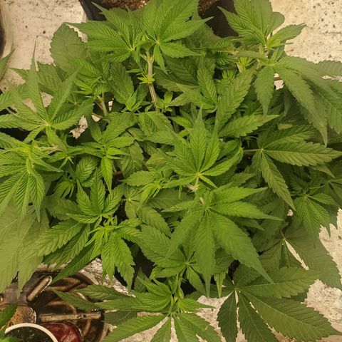 Dragon Mints 4💥 [4/29] growlog timeline photo