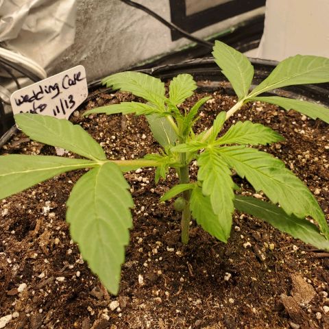 Wedding Cake Auto 1 [3/4] growlog timeline photo