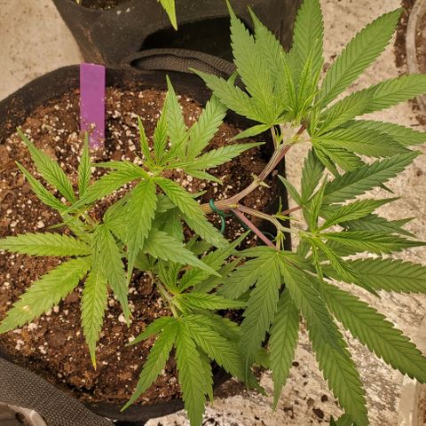 Scooby Snacks 1i 🐕 [4/15] growlog timeline photo