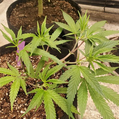 Scooby Snacks 1i 🐕 [4/15] growlog timeline photo