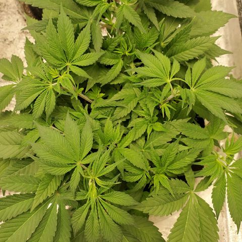 Dragon Mints 4💥 [4/29] growlog timeline photo