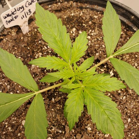 Wedding Cake Auto 1 [3/4] growlog timeline photo