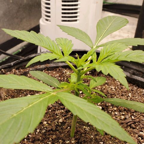 Wedding Cake Auto 1 [3/4] growlog timeline photo