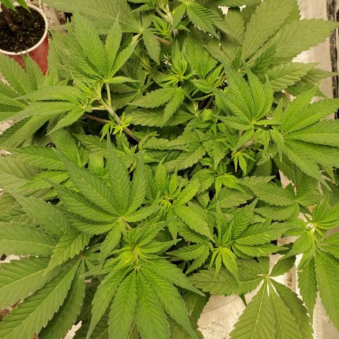 Dragon Mints 4💥 [4/29] growlog timeline photo