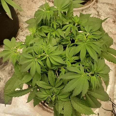 Dragon Mints 4💥 [4/29] growlog timeline photo