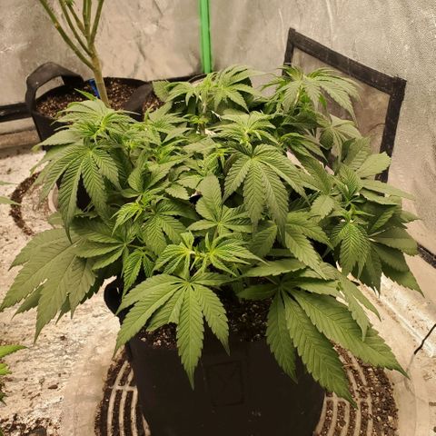 Dragon Mints 4💥 [4/29] growlog timeline photo