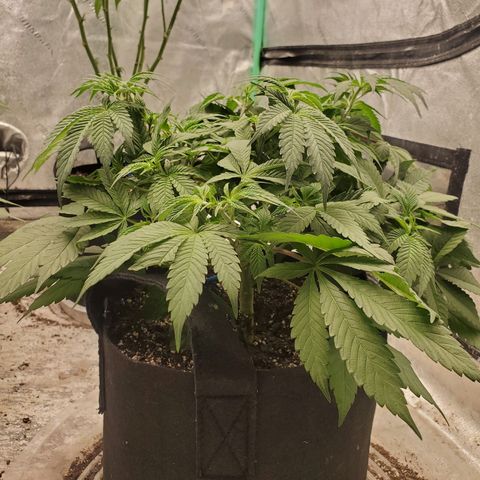 Dragon Mints 4💥 [4/29] growlog timeline photo