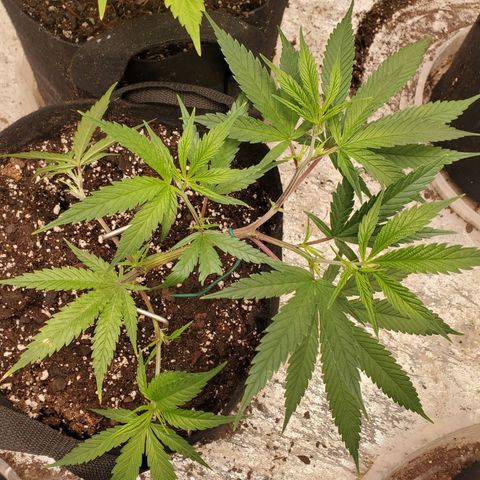 Scooby Snacks 1i 🐕 [4/15] growlog timeline photo
