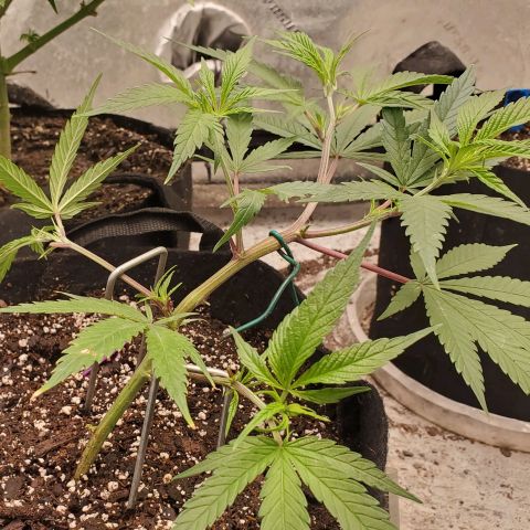 Scooby Snacks 1i 🐕 [4/15] growlog timeline photo