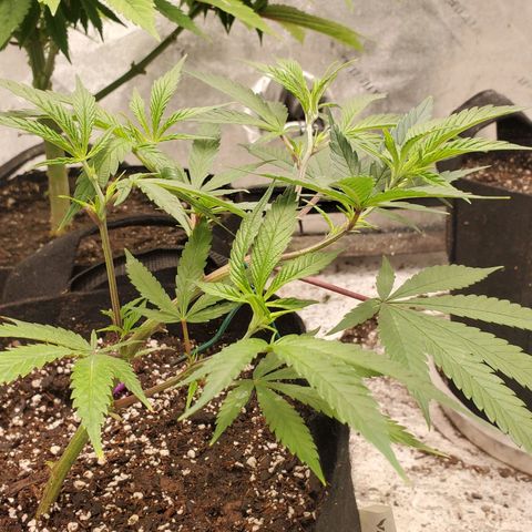Scooby Snacks 1i 🐕 [4/15] growlog timeline photo