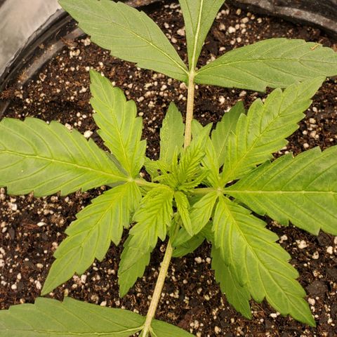 Wedding Cake Auto 1 [3/4] growlog timeline photo