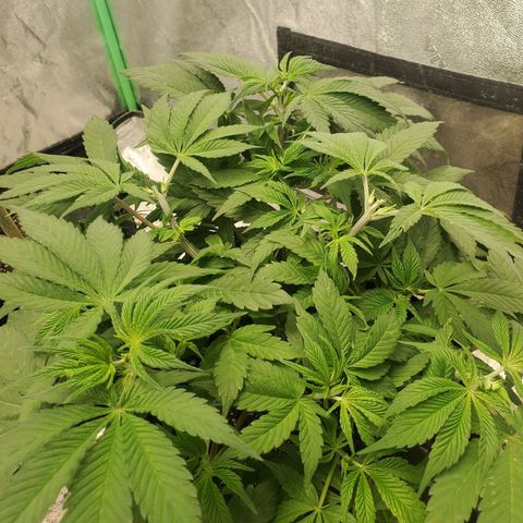 Dragon Mints 4💥 [4/29] growlog timeline photo