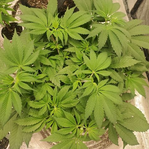 Dragon Mints 4💥 [4/29] growlog timeline photo