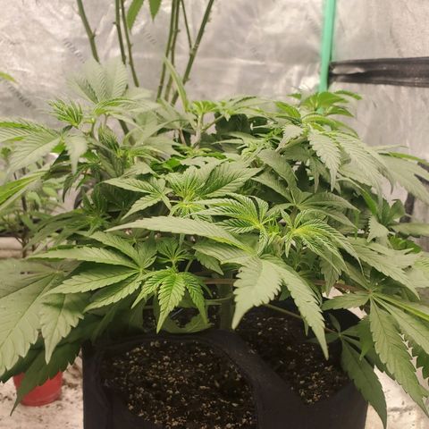 Dragon Mints 4💥 [4/29] growlog timeline photo