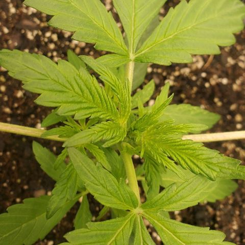 Wedding Cake Auto 1 [3/4] growlog timeline photo