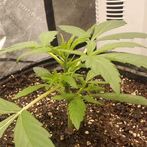 Wedding Cake Auto 1 [3/4] growlog timeline photo