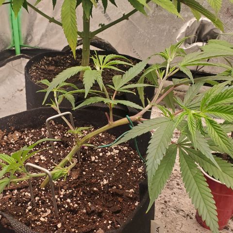 Scooby Snacks 1i 🐕 [4/15] growlog timeline photo