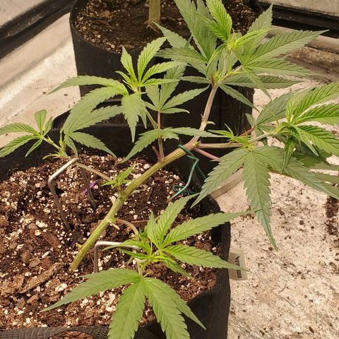 Scooby Snacks 1i 🐕 [4/15] growlog timeline photo