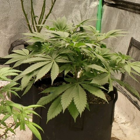 Dragon Mints 4💥 [4/29] growlog timeline photo