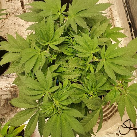 Dragon Mints 4💥 [4/29] growlog timeline photo