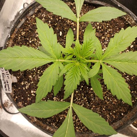 Wedding Cake Auto 1 [3/4] growlog timeline photo