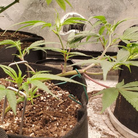 Scooby Snacks 1i 🐕 [4/15] growlog timeline photo